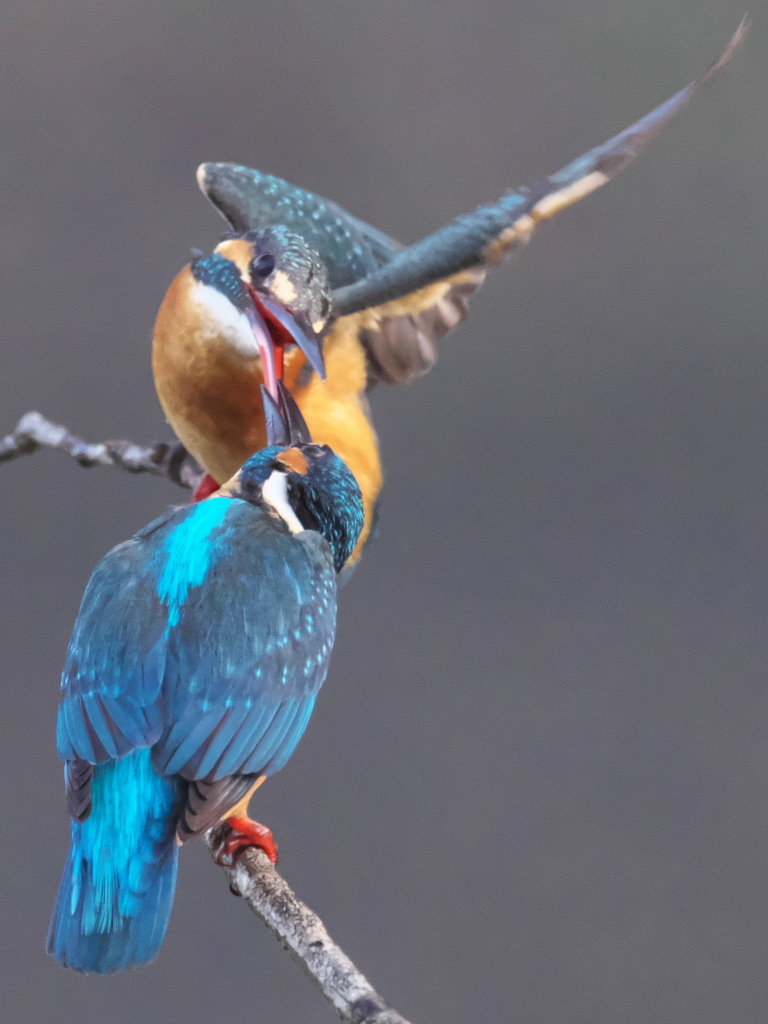 止り木 132-2（嫁候補と父親）