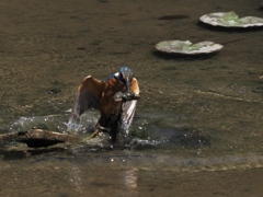 泥々シーケンス 1-4