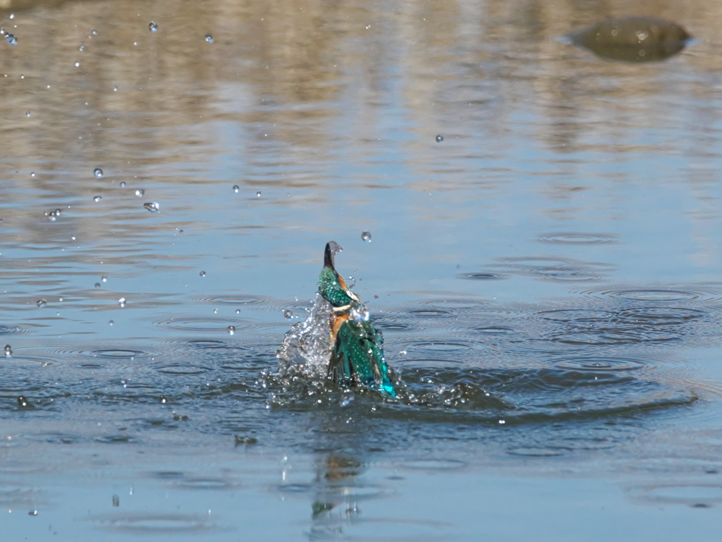 浮上 384-1（父親）