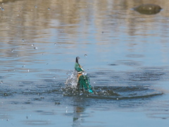 浮上 384-1（父親）