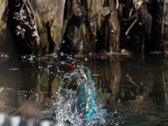 浮上 455（嫁候補）