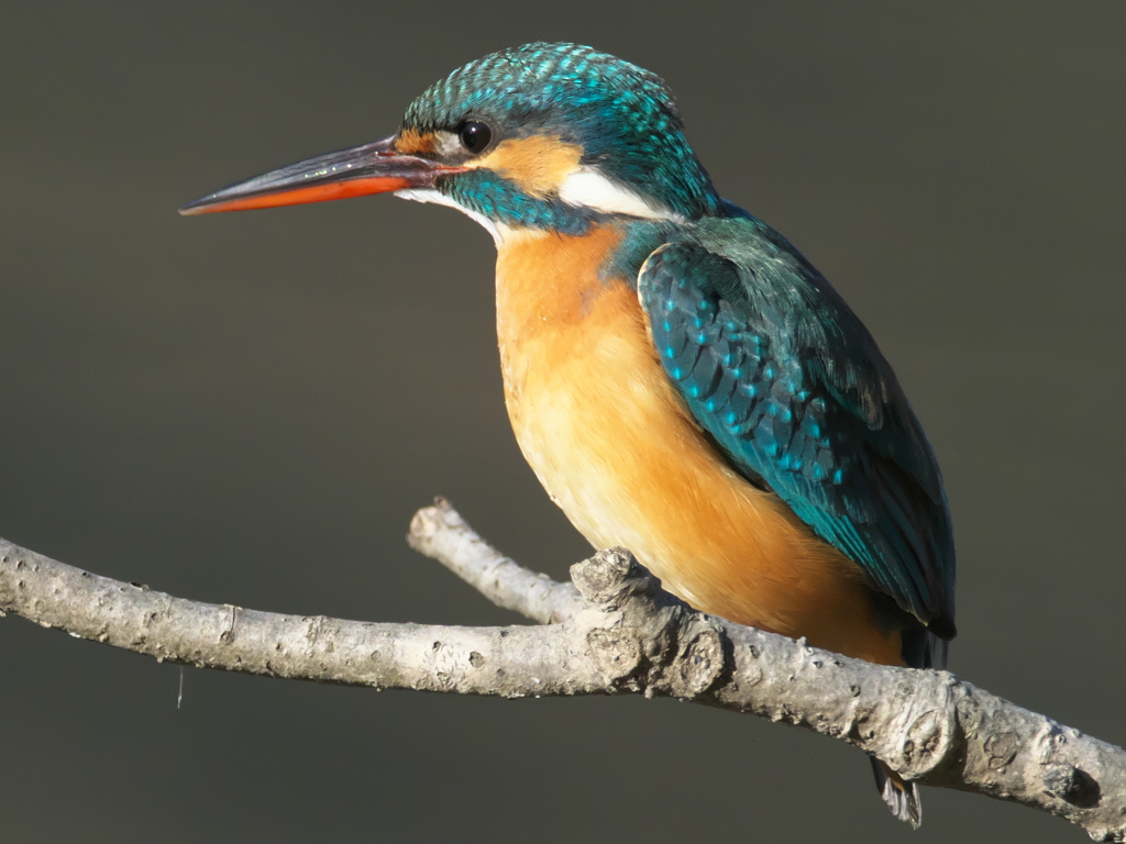 止り木 126（嫁候補）