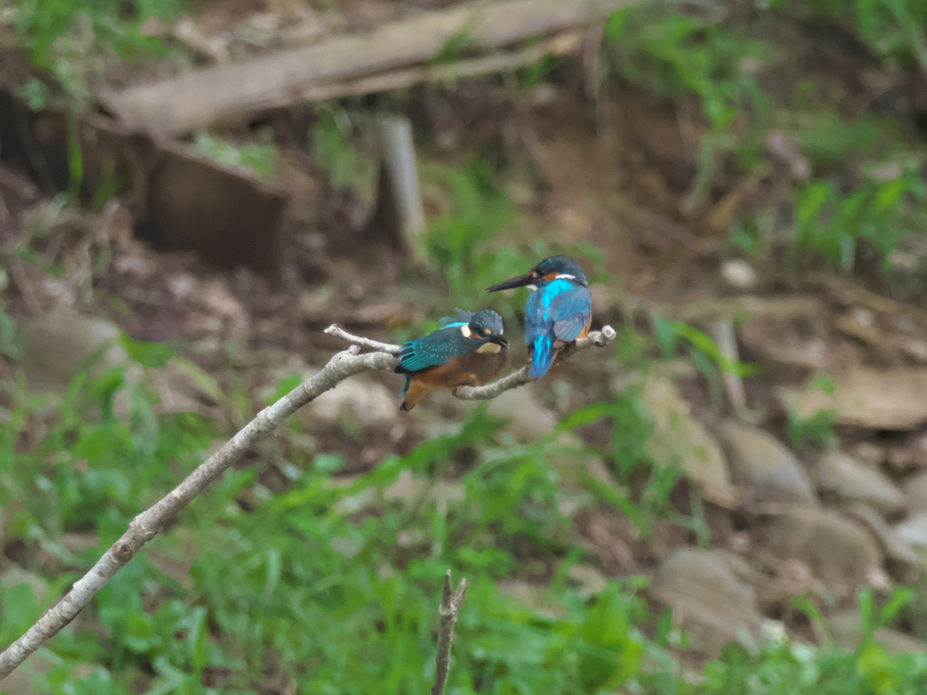 親子 2-1（父ちゃ〜ん）