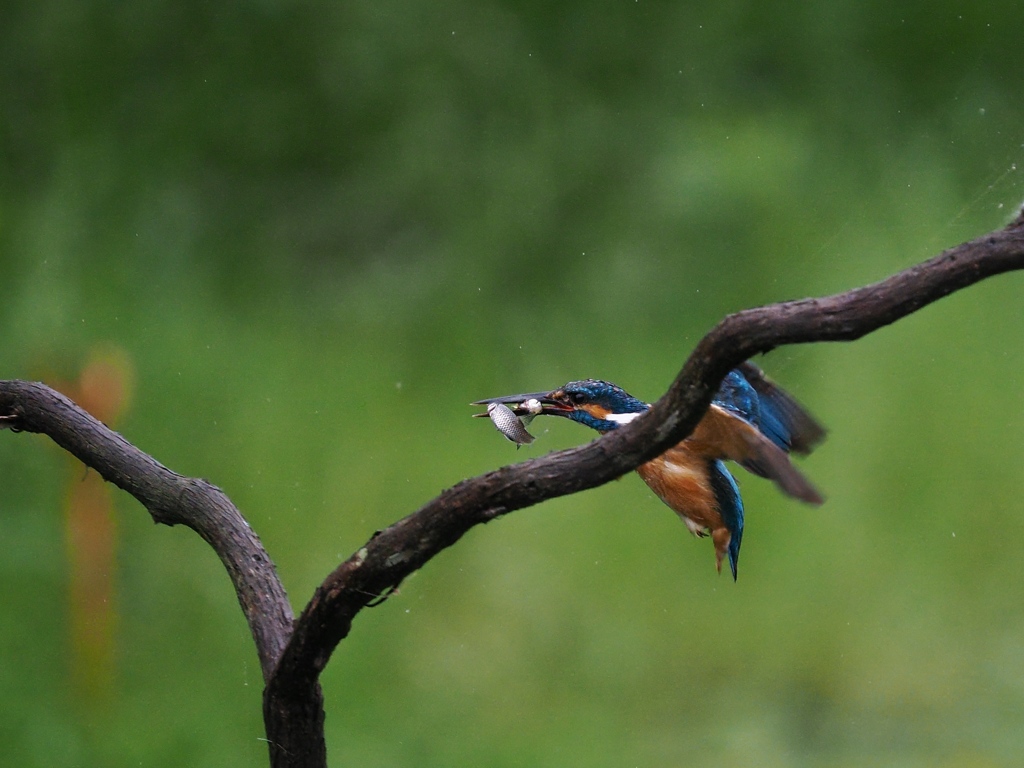止り木へ 115-2（お魚二匹）