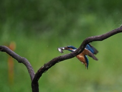 止り木へ 115-2（お魚二匹）