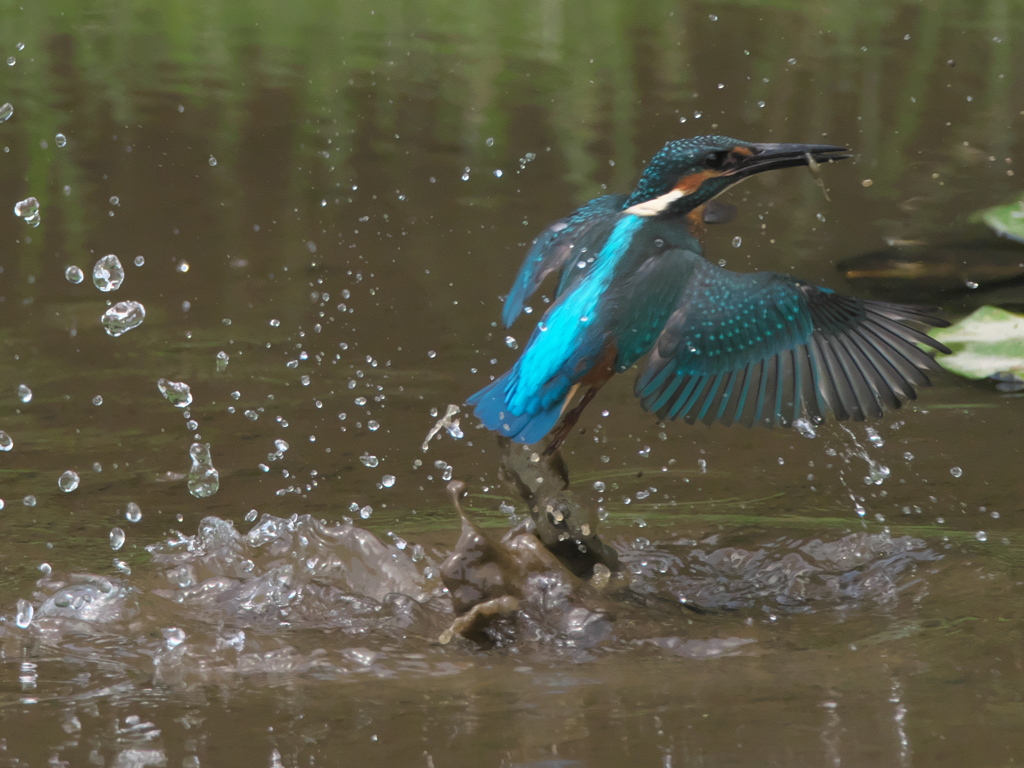 飛び込みシーケンス 3-5（雛）