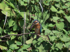 止り木 9（嫁候補？）