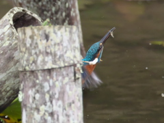 浮上 115（父親 竹杭の背後から）