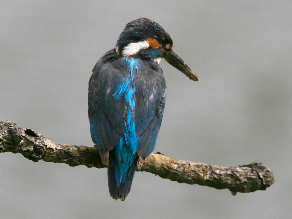 止り木 216（父親）