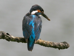 止り木 216（父親）