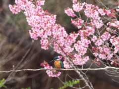 サクカワ 1（父親）