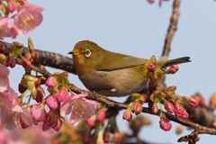 カワセミに比べるとメジロは楽