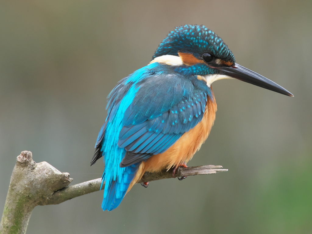 止り木 61（父親）