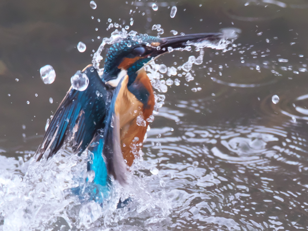 浮上 252（父親）
