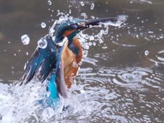 浮上 252（父親）