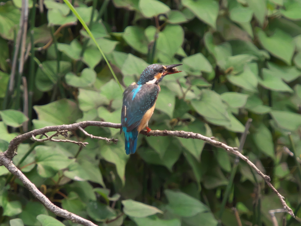 エビ獲れたよ 28（次の嫁候補？）