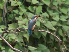 エビ獲れたよ 28（次の嫁候補？）