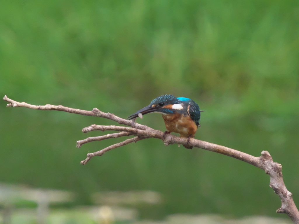 お魚獲れたよ 15（父親）