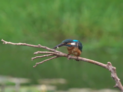 お魚獲れたよ 15（父親）