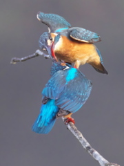 止り木 132-1（嫁候補と父親）