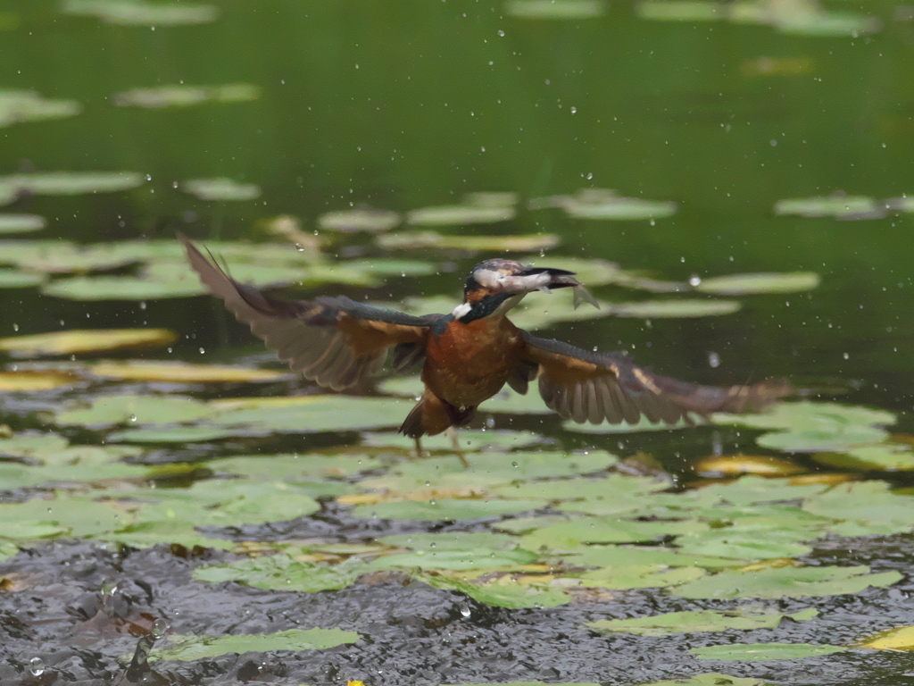 浮上 38-2（父親 お魚獲れたよ）
