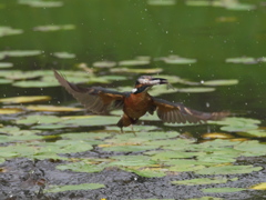 浮上 38-2（父親 お魚獲れたよ）