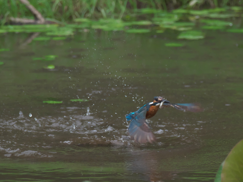 浮上 32-4（父親 お魚獲れたよ）