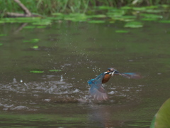 浮上 32-4（父親 お魚獲れたよ）