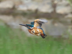 水浴び 5-1（父親）