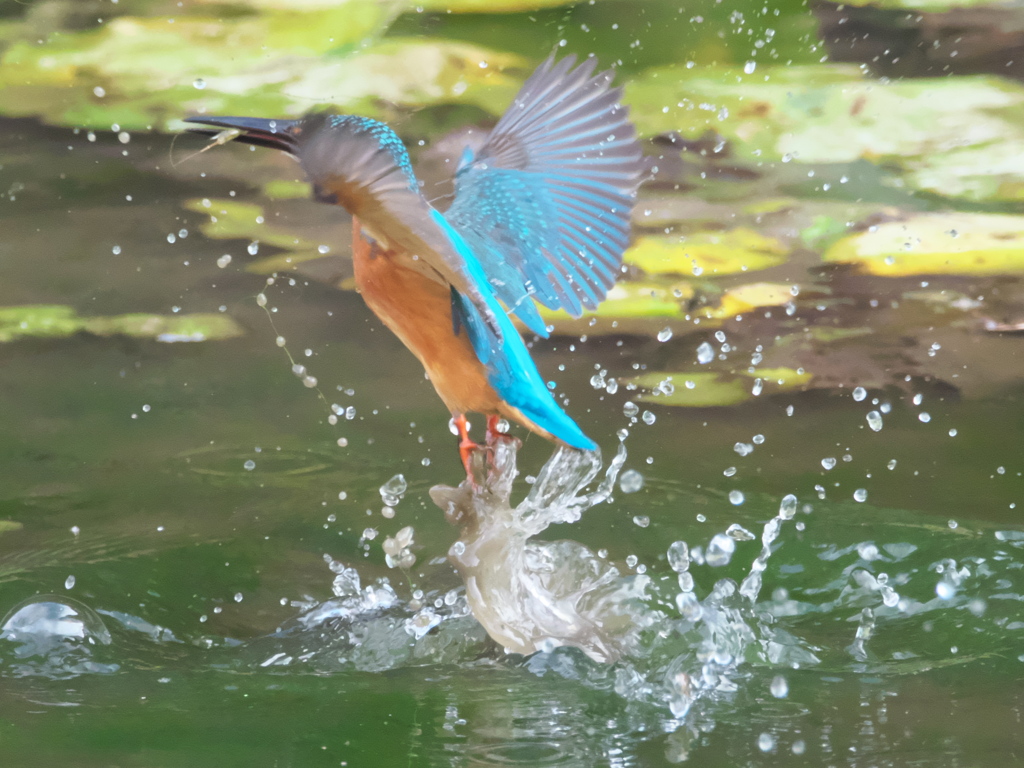 浮上 144-2（父親）