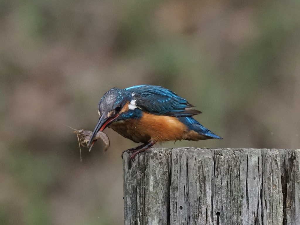 エビ獲れたよ 7