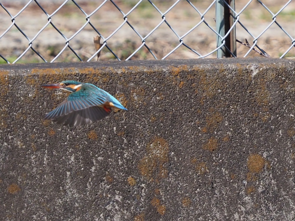 少し近くに来てくれました２