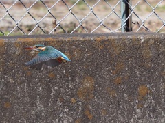 少し近くに来てくれました２