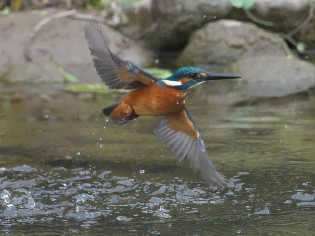 浮上 161-2（父親）