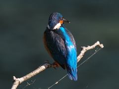 止り木 195（Boy）