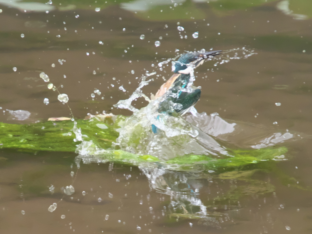 浮上 73-1（黒い若雄）