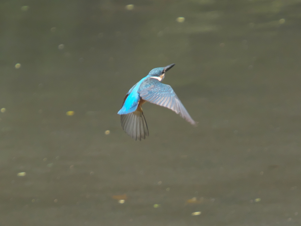 逃げる 1（子？）