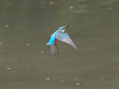 逃げる 1（子？）