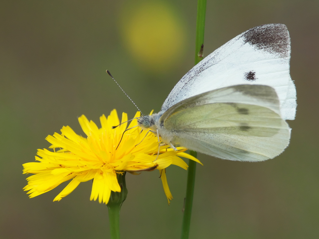 カワセミ待ちの虫撮り 27（紋白蝶）