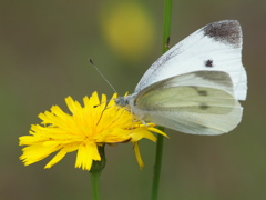 カワセミ待ちの虫撮り 27（紋白蝶）