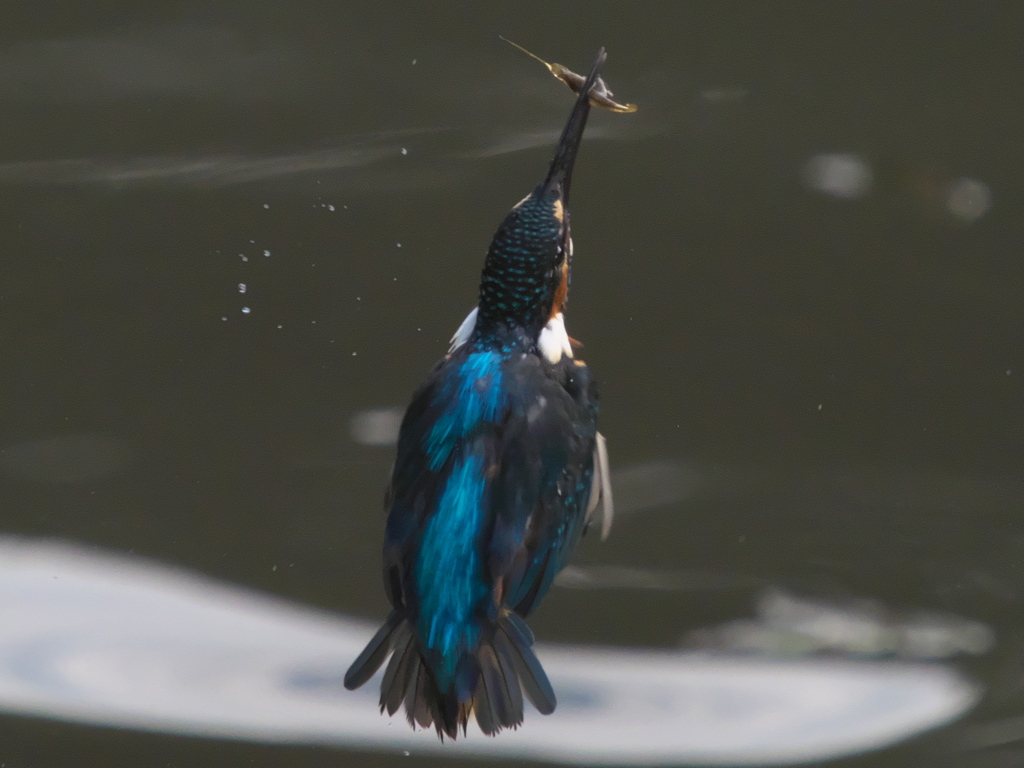 エビ獲れたよ 29-3（父親）