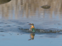 浮上 382-1（嫁候補）