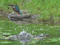浮上 41（雛 エビ獲れたよ）