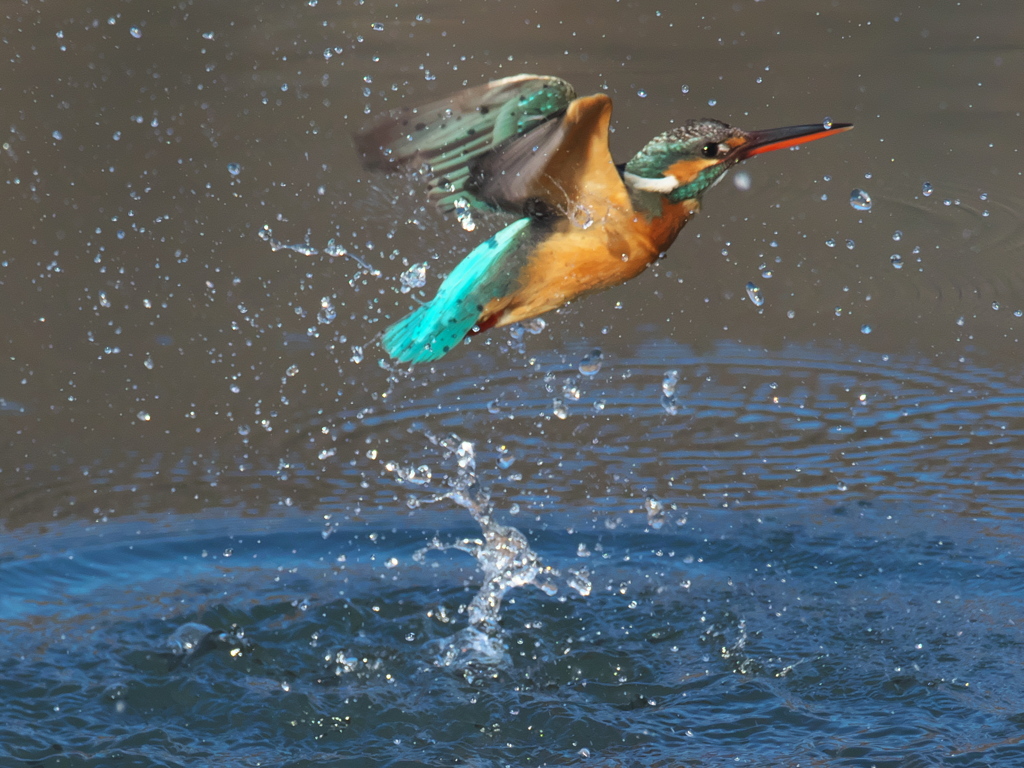 浮上 338-2（嫁候補）