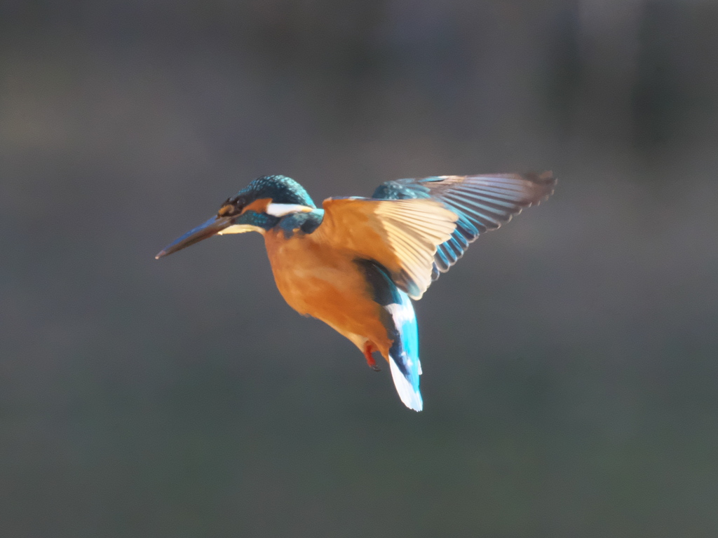 ホバ 39（父親）