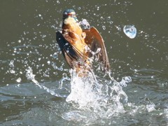 浮上 142-1（父親）