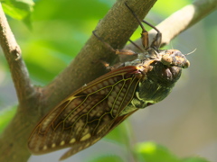 カワセミ待ちの虫撮り 26（ダイブ待ち時に至近距離で）