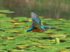 華麗なるターン 4-3（父親）