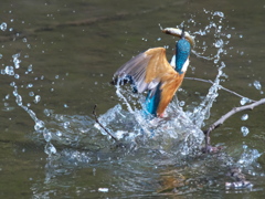 浮上 473-2（父親）