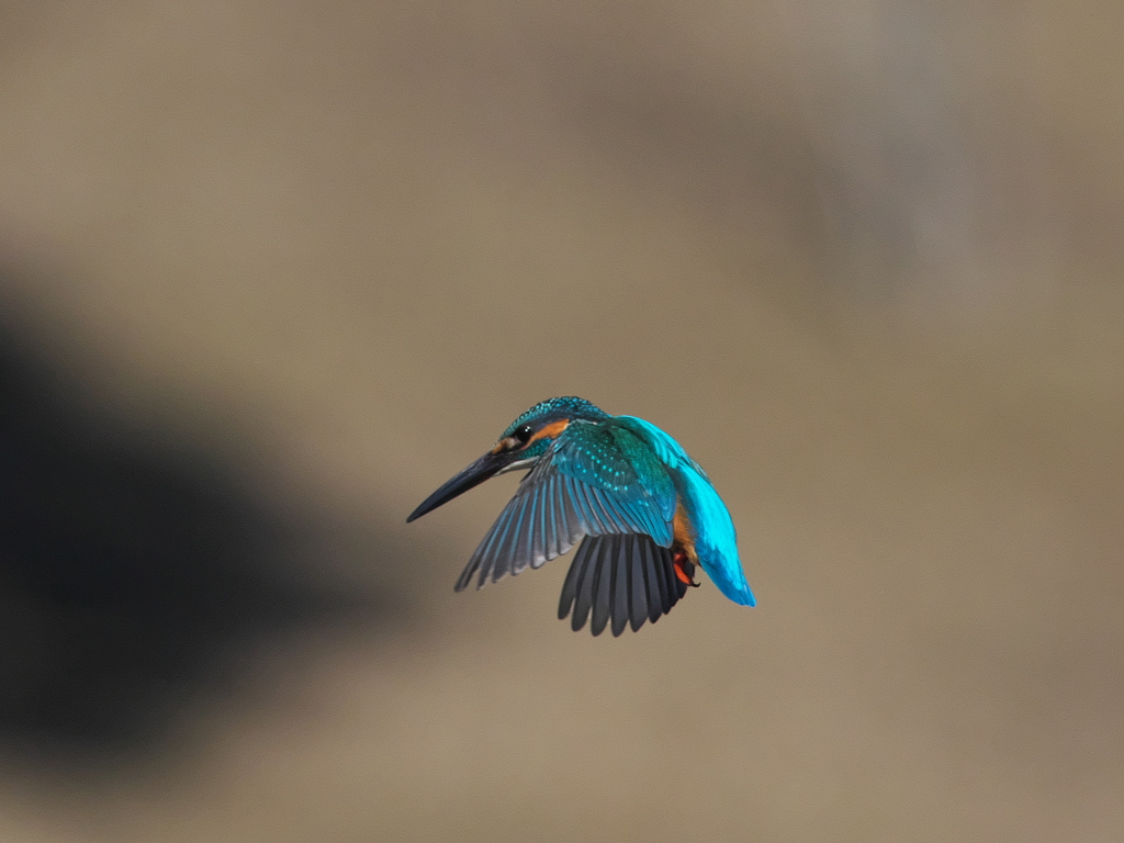 ホバ 42-2（父親）